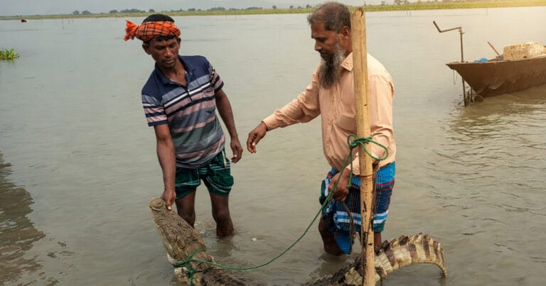পদ্মা নদীতে জেলের বড়শিতে ধরা পড়ল বিশাল কুমির — ফরিদপুরের চরভদ্রাসনে চাঞ্চল্য পদ্মা নদীতে কুমির ধরা পড়েছে
